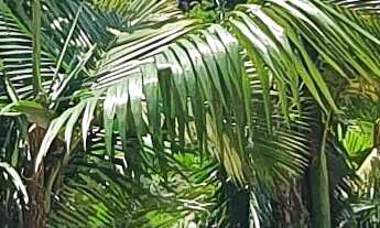 Imagem: TERRENO A VENDA EM NOVA TRENTO, CIDADE