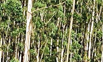 Imagem 4: TERRENO A VENDA EM NOVA TRENTO , CIDADE DE SANTA PAULINA