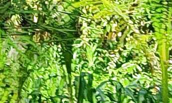 Imagem 2: TERRENO A VENDA EM NOVA TRENTO , CIDADE DE SANTA PAULINA