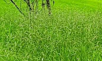 Imagem: FAZENDA DE PECUÁRIA A VENDA PRÓXIMO A