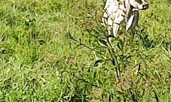 Imagem: Terreno a Venda em Camboriú com pastagem