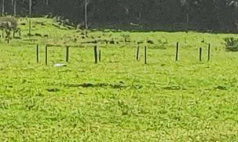 Imagem: TERRENO COM PASTAGEM, RIO, E NASCENTE A