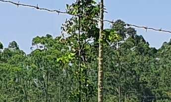 Imagem 3: TERRENO INDUSTRIAL PRÓXIMO A BR-101 A VENDA EM ARAQUARI E JOINVILLE