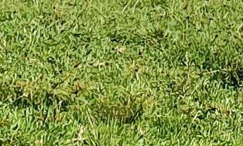 Imagem: TERRENO RURAL COM RIACHO PROXIMO AO CENTRO