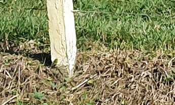 Imagem 2: TERRENO RURAL COM RIACHO PROXIMO AO CENTRO DE CAMBORIÚ