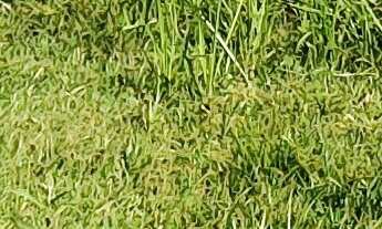 Imagem 3: TERRENO RURAL COM RIACHO PROXIMO AO CENTRO DE CAMBORIÚ