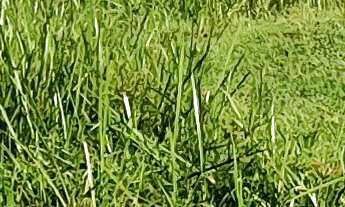 Imagem 4: TERRENO RURAL COM RIACHO PROXIMO AO CENTRO DE CAMBORIÚ