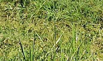 Imagem 6: TERRENO RURAL COM RIACHO PROXIMO AO CENTRO DE CAMBORIÚ