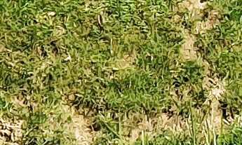 Imagem 7: TERRENO RURAL COM RIACHO PROXIMO AO CENTRO DE CAMBORIÚ