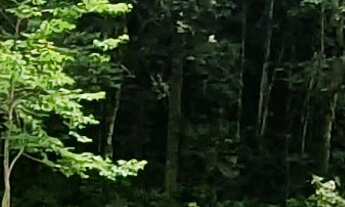 Imagem 4: TERRENO A VENDA EM NOVA TRENTO