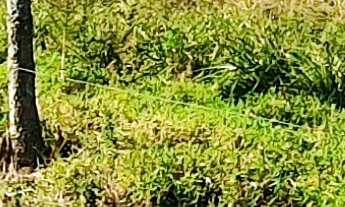 Imagem 6: FAZENDA PARA CRIAÇÃO DE GADO A VENDA EM PAULO LOPES