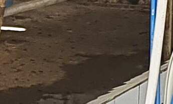 Imagem 2: FAZENDA PARA CRIAÇÃO DE GADO A VENDA EM PAULO LOPES