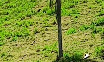 Imagem 2: TERRENO A VENDA EM NOVA TRENTO