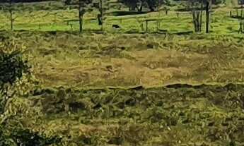 Imagem: FAZENDA PARA CRIAÇÃO DE GADO A VENDA EM