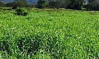 Imagem 7: FAZENDA PARA CRIAÇÃO DE GADO A VENDA EM PAULO LOPES