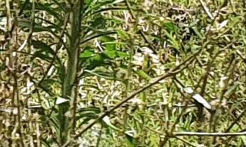 Imagem 3: TERRENO A VENDA EM NOVA TRENTO