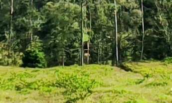 Imagem: SITIO A VENDA EM MAJOR GERCINO