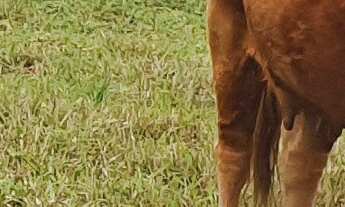 Imagem: FAZENDA A VENDA COM POTENCIAL PARA LOTEAMENTO