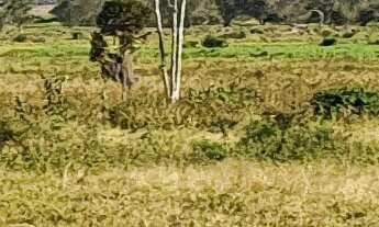 Imagem: GRANDE FAZENDA DE CRIAÇÃO DE GADO A VENDA