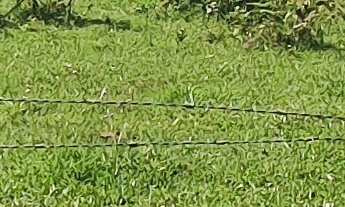 Imagem: FAZENDA DE GADO A VENDA NO LITORAL DE SANTA