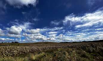 Imagem 6: Fazenda a venda na Coxilha Rica Lages Serra Catarinense