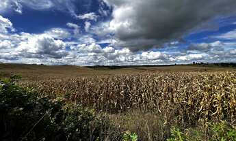 Imagem 2: Fazenda a venda na Coxilha Rica Lages Serra Catarinense