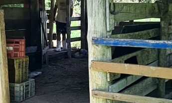 Imagem 5: Sitio a venda em Tijucas, a 12km da BR 101, mobiliada