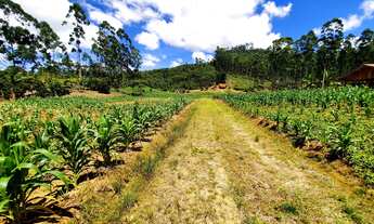Imagem: SÍTIO VENDA EM TIJUCAS COM RIO, POMAR