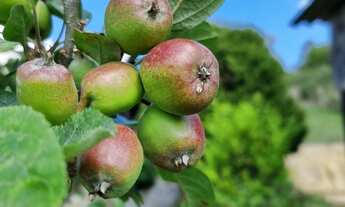 Imagem 6: Sítio a venda no Condomínio Villa Dorf Gottingen em Rancho Queimado