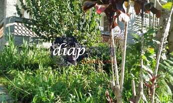 Imagem 4: Ótima casa antiga no bairro Jardim São Paulo com 3 dormitórios, cozinha, sala, 1 banheiro