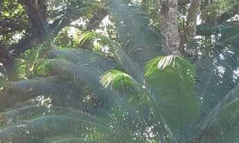 Imagem 3: Chácara no Bairro São Bento do Recreio em Valinhos -SP , com 10.870,15 M², com algumas re