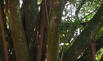 Imagem 6: Chácara no Bairro São Bento do Recreio em Valinhos -SP , com 10.870,15 M², com algumas re