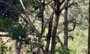 Imagem 4: Chácara no Bairro São Bento do Recreio em Valinhos -SP , com 10.870,15 M², com algumas re