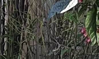 Imagem 3: CASA RESIDENCIAL em SÃO PAULO - SP, JARDIM PRUDÊNCIA