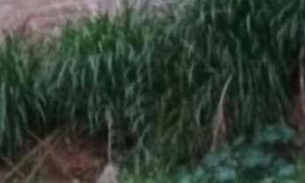 Imagem 2: Lote em Caieiras / Serpa / Ótimo local / 10 minutos da estação caieiras / Rua calçada, Sab