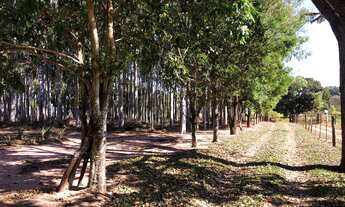 Imagem: Chacara a venda em padre nobrega, chacara