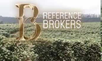 Imagem: FAZENDA DE CAFÉ E EUCALÍPTO - ANGELANDIA