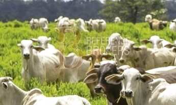Imagem 6: Fazenda em Goiás, porteira fechada AT 200 mil hectares