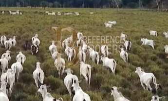 Imagem 4: Fazenda em Goiás, porteira fechada AT 200 mil hectares