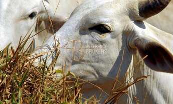 Imagem: Fazenda em Goiás, porteira fechada AT 200