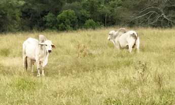 Imagem 7: Fazenda dupla aptidão em Canarana MT