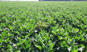 Imagem 4: Fazenda dupla aptidão em Canarana MT