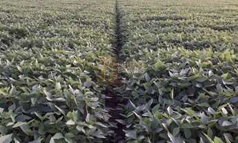 Imagem 6: Fazenda dupla aptidão em Canarana MT