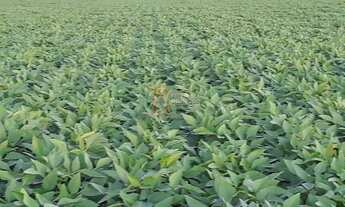 Imagem 3: Fazenda dupla aptidão em Canarana MT