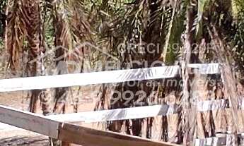 Imagem 5: VENHA CONHECER O PARAÍSO NOVA TRENTINO! SÍTIO RECANDO DA ESPERANÇA Você está em busca de