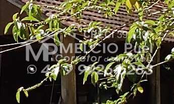 Imagem 6: Sítio a venda em Nova Trento, Bairro Tirol, Com CASA e lagoa de peixes prontos para abate