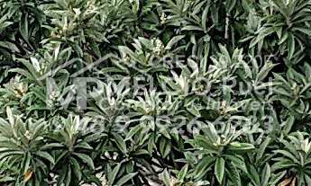 Imagem: Sítio a venda, Com casa e lagoa de peixes