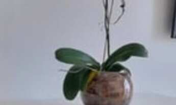 Imagem 7: APARTAMENTO RESIDENCIAL em São Paulo - SP, Barra Funda