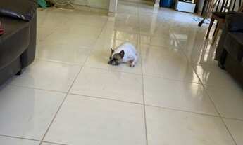 Imagem 4: Chácara - Amparo