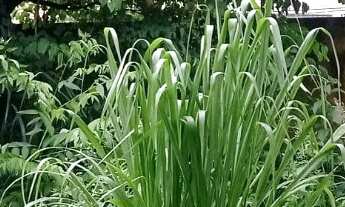 Imagem 6: Casa - Jardim Amália